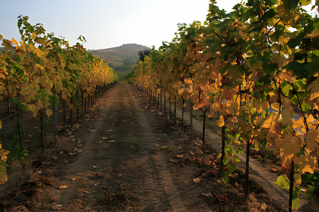 Imola: Vigne e Cantine – Un Viaggio nel Gusto dei Vini Locali